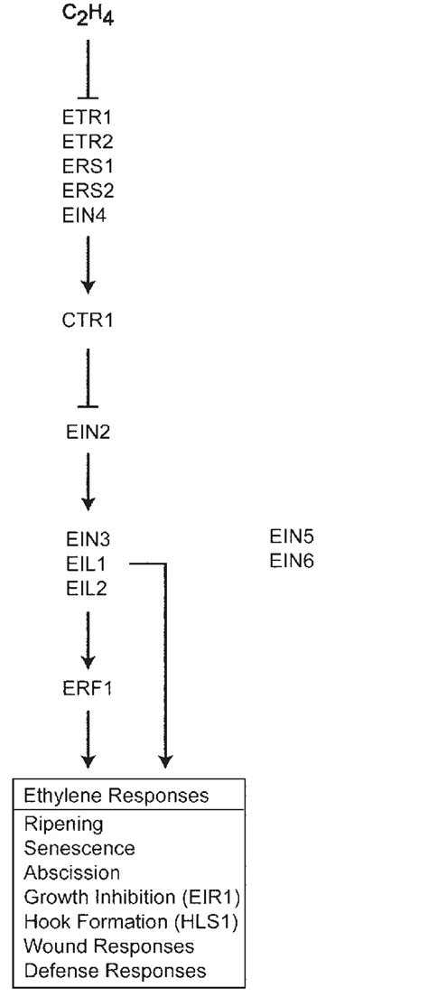 Genetically Defined Pathway For Ethylene Signal Transduction Genes