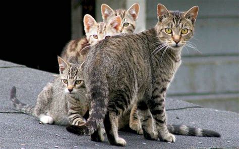 Australia Is Planning To Kill 2 Million Feral Cats By