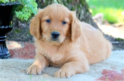 Or advertise your goldendoodle puppies for free. Dallas | Goldendoodle Puppy For Sale | Keystone Puppies