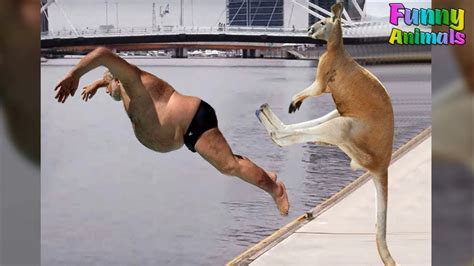 Funny Kangaroo Doing Funny Things Hilarious Funniest Animals Video
