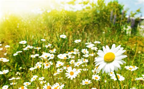 Awesome Astonishing White Daisies Field Daisy Wallpaper Field