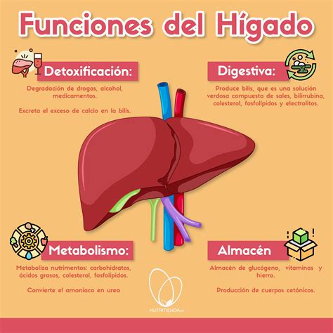 El Hígado Nutricion Y Salud Consejos Guía De Nutrición Cosas De
