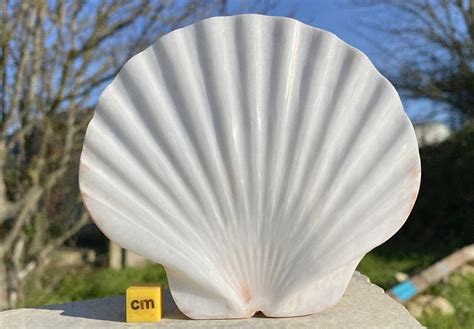 Polished Flat Scallop Seashell 100 Genuine Specimen Bct037 Etsy