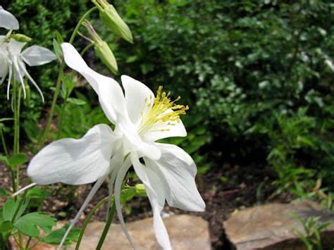 14 Of The Best Fragrant Flowers To Grow For A Sweet Scented Garden