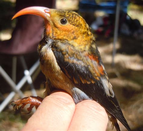 Hawaii Meetings Go All-Bird - Pacific Birds Habitat Joint Venture