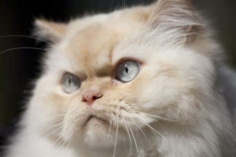 Get a ragdoll, bengal, siamese and more on kijiji, canada's #1 local classifieds. Himalayan Cat Price - How Much Does a Himalayan Cat Cost ...