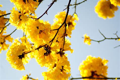 El Guayacán El árbol Mexicano De Flores Amarillas México Desconocido