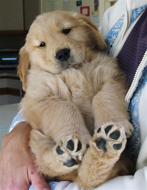 This is where the puppy starts to learn about the world and about proper. 10+ Golden Retriever Puppies To Remind You Of The Good In ...