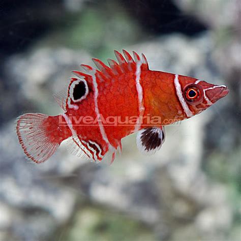 Tanakas Pygmy Wrasse Wetmorella Tanakai Saltwater Aquarium Fish For