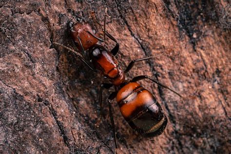 Camponotus Nicobarensis Queen Macro Photography Camponotus Ants