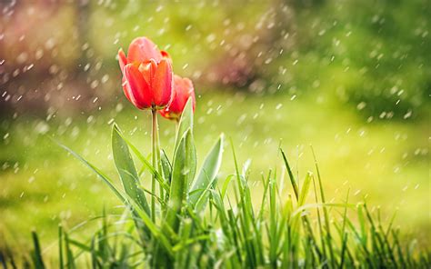Tulip Rain Hd Hd Flowers 4k Wallpapers Images Backgrounds Photos