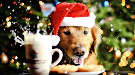 Christmas Animals Wallpapers Wallpaper Cave