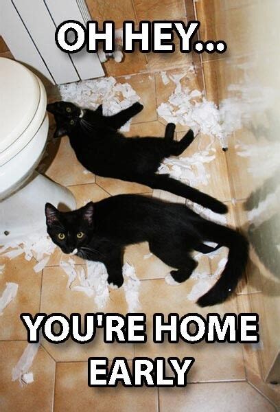 Funny Cat Meme Refrigerator Magnet 2 X 3 Black Kitten Toilet Paper