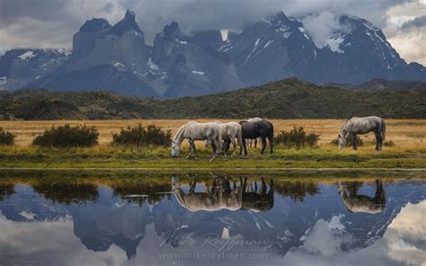 Horses Are Grazing On The Beautiful Background Of Patagonian Andes