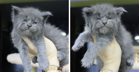 Maine coon cats are moderately active. This Whole Litter Of 5 Maine Coon Kittens Was Born With ...