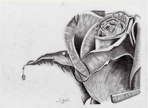 10 Hermosos Dibujos De Rosas A Lápiz Dibujos A Lapiz