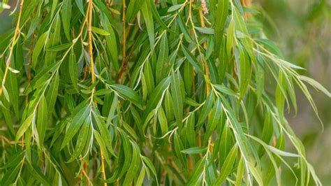 How To Grow And Care For Weeping Willow Trees Complete Guide