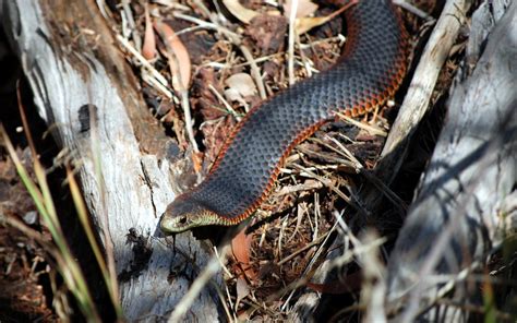 Lowland Copperhead Snake Snake On Herring Island Yarra Ri Flickr