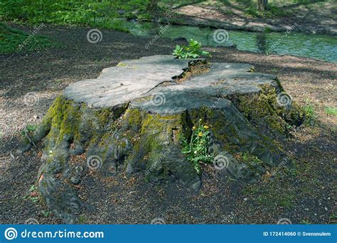 Large Old Tree Stump Covered With Moss And Green Grass Stock Photo