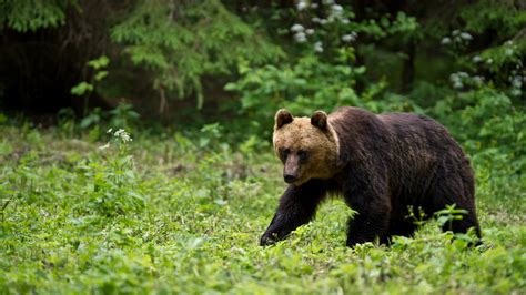 Black Animal Bear In Forest Green Hd Wallpapers