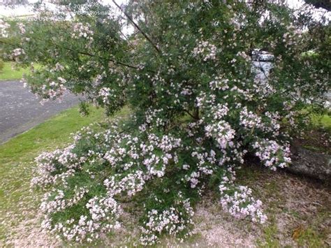 Plantfiles Pictures Cape Lilac Tree In A Hurry Virgilia Divaricata