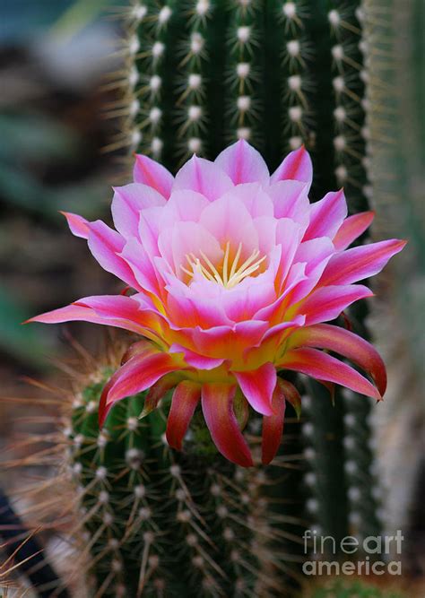Contact our cactus store with questions. Pink Cactus Flower Photograph by Nancy Mueller