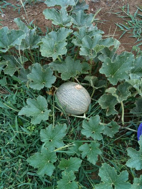Dec 05, 2019 · plant your cantaloupe. The Little Farm That Could: Lil' Busy These Days