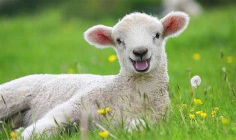 Top 10 Facts About Sheep Uk