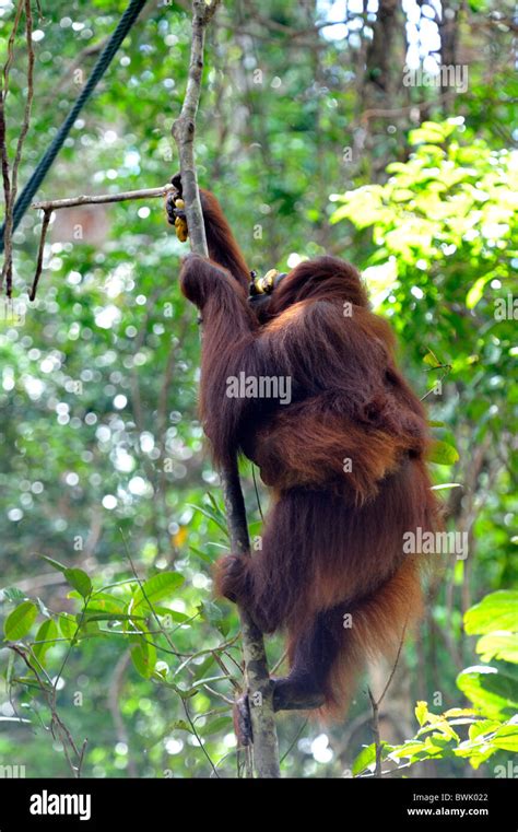 Orangutan Climbing In Trees At The Semenggoh Wildlife Centre In Kuching