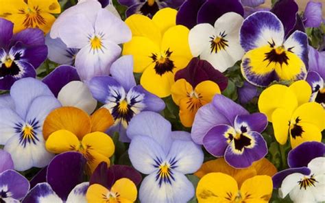 The Best Plants For Winter Garden Colour David Domoney
