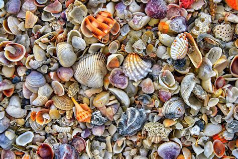 Sally Sells Sea Shells Photograph By The Big Picture Galleries