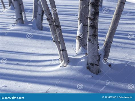 Birch Trunks In The Snow Stock Photo Image Of Pretty 109939566