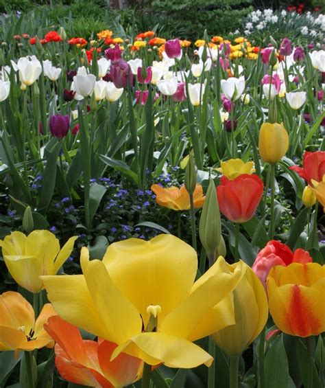 Tulip Flower Bed Spring Free Photo On Pixabay Pixabay