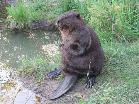Sometimes A Beaver Just Needs To Sit On His Tail In The Grass And