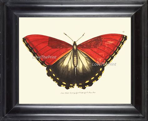Butterfly Print Botanical Art Print Nod175 Beautiful Red Etsy