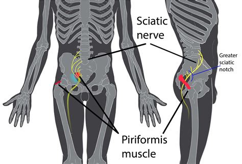 Piriformis From The Runners Angle Runnerclick