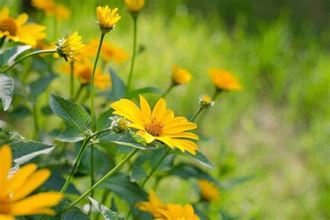 Minnesota Native Plants List 12 Stunning Wildflowers For Your Landscape