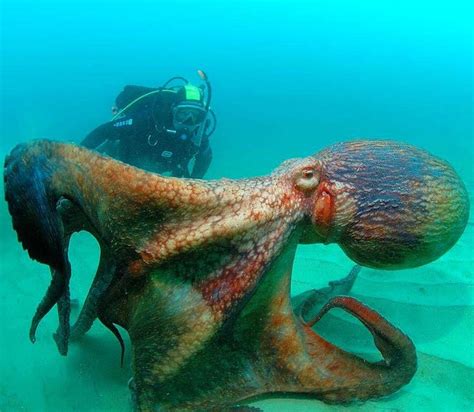 🐙🙌🏻 The Giant Pacific Octopus Is Considered The Largest Octopus Species