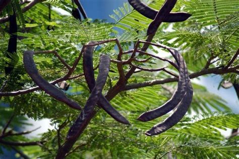 Plantfiles Pictures Royal Poinciana Flamboyant Tree Flame Tree