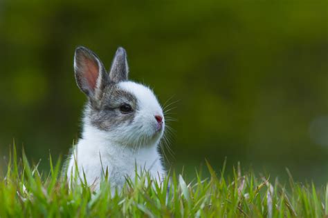 In fact, mother rabbits often do eat their kits. Watch out for baby rabbits the next time you mow your lawn ...