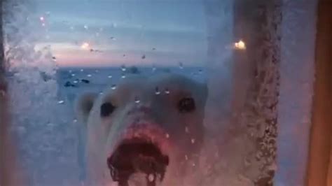 Polar Bear Encounter Planet Earth Bbc Earth Youtube
