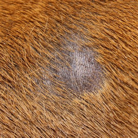 Hair Loss In Dogs 4 Main Causes Dogster