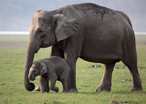 Animal Asian Elephant 4k Ultra Hd Wallpaper