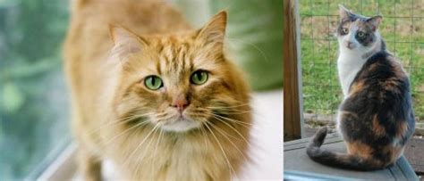 Ginger Tabby Vs Dilute Calico Breed Comparison Mycatbreeds