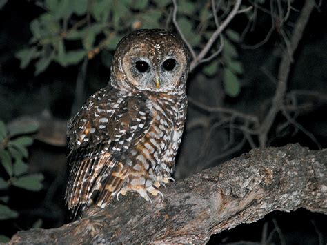 Spotted Owl Ebird