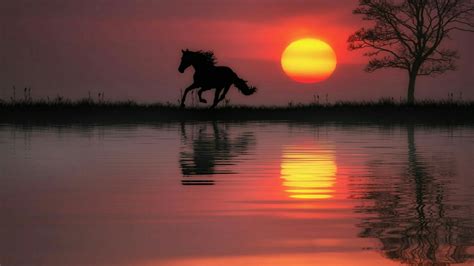 Horses In Sunset Wallpapers Wallpaper Cave