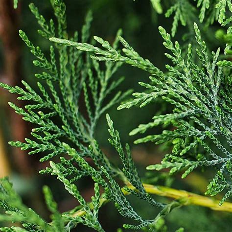 Green Leylandii Fast Growing Evergreen Conifer Hedging Garden Plants In