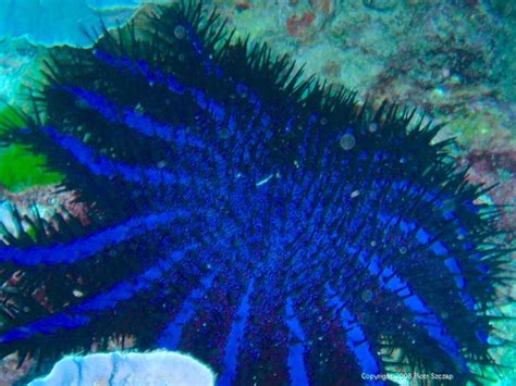 Crown Of Thorn Sea Star Look Animals