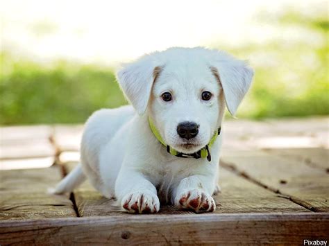 Scientists Take A Peek Behind Those Sad Puppy Dog Eyes Wwaytv3