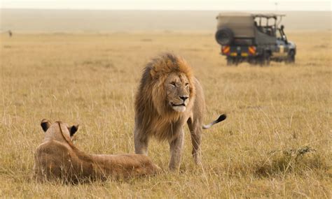 Top 5 Los Mejores Safaris De África Explora Univision